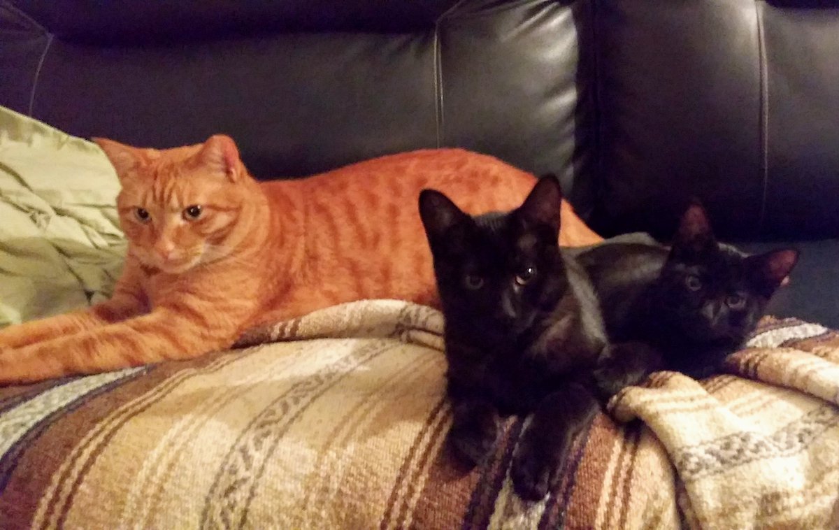 havent posted in awhile! heres a pic of me &amp; the boys! (mom couldnt help but keep two from the foster litter lol) mrrow, good night my followers 😻 #CatsOfTwitter #CatsOnTwitter
