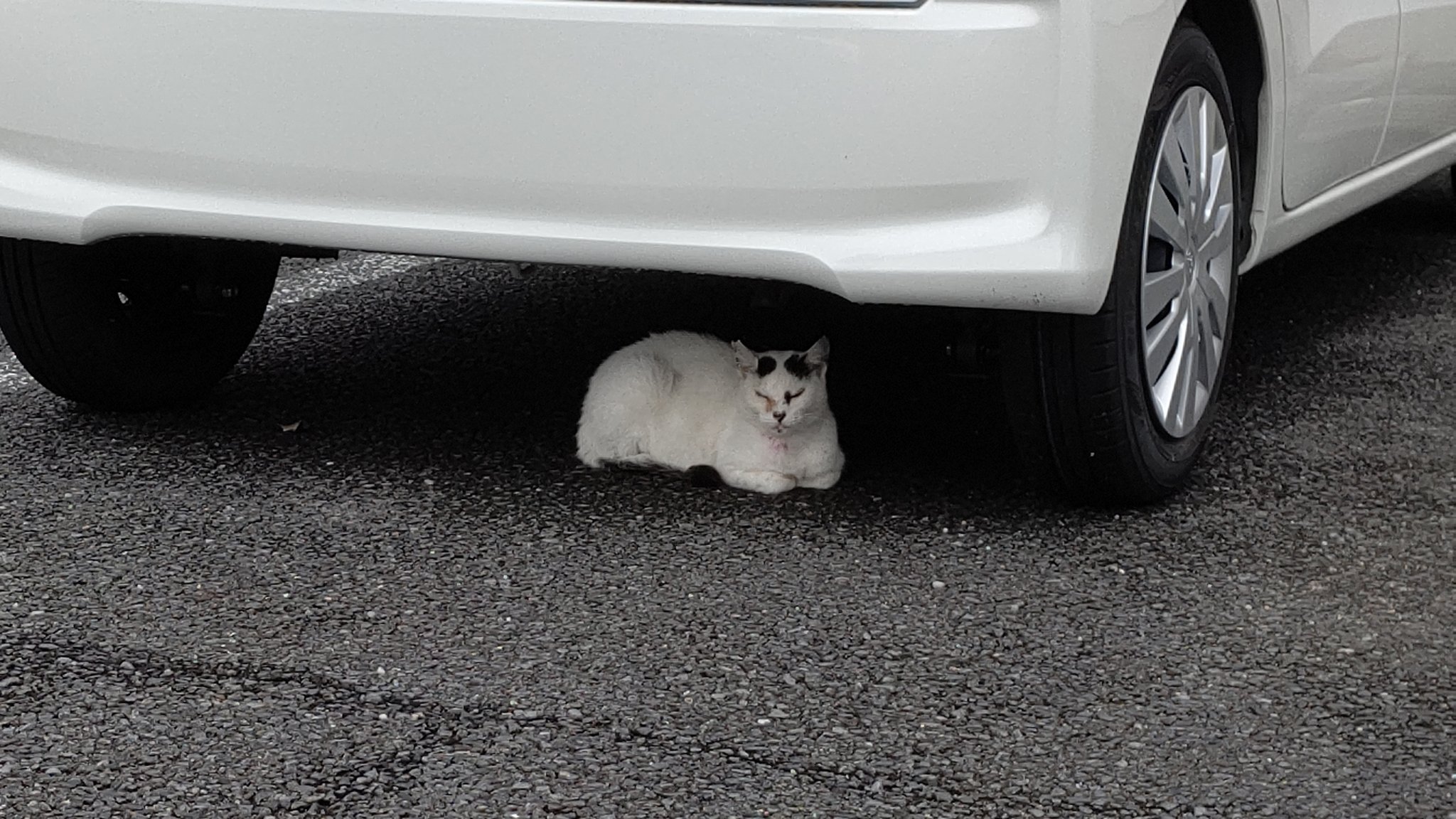 相山潤平on Twitter 車泥棒警戒中https T Co 31yr22zlcx Twitter