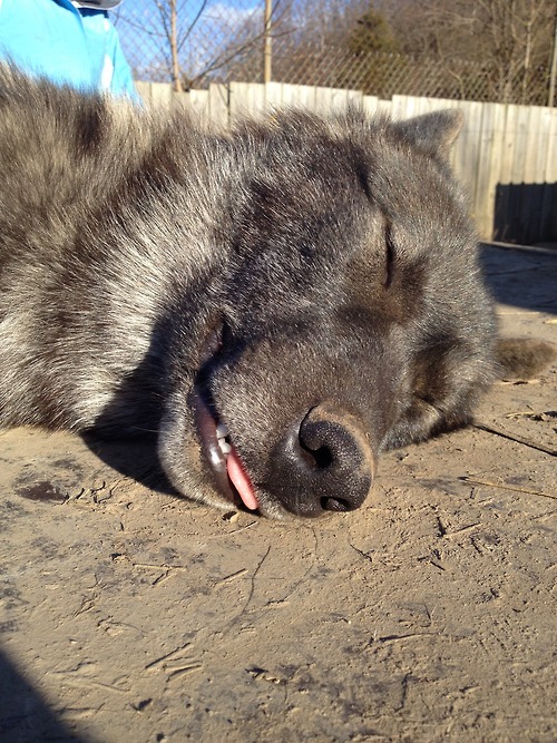 hourlywolvesbot's tweet image. HourlyWolves presents: