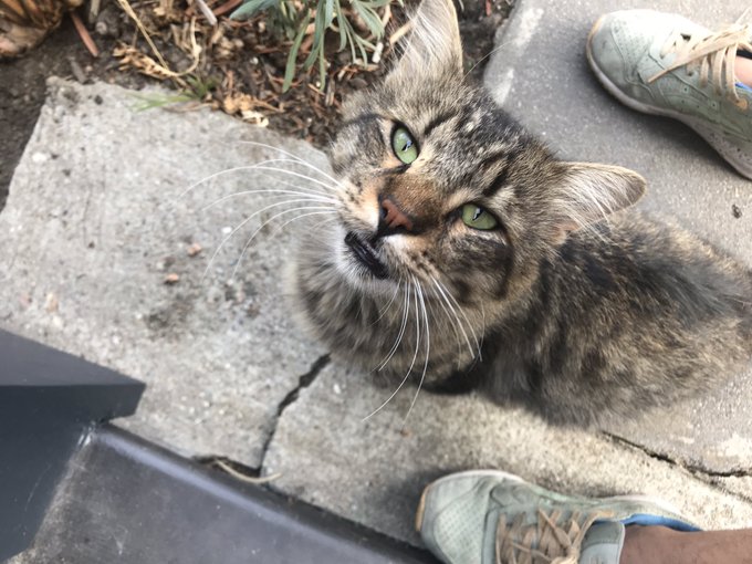 Found Werecat a foster home today, good luck floofball! https://t.co/cCG0ngL0Q5