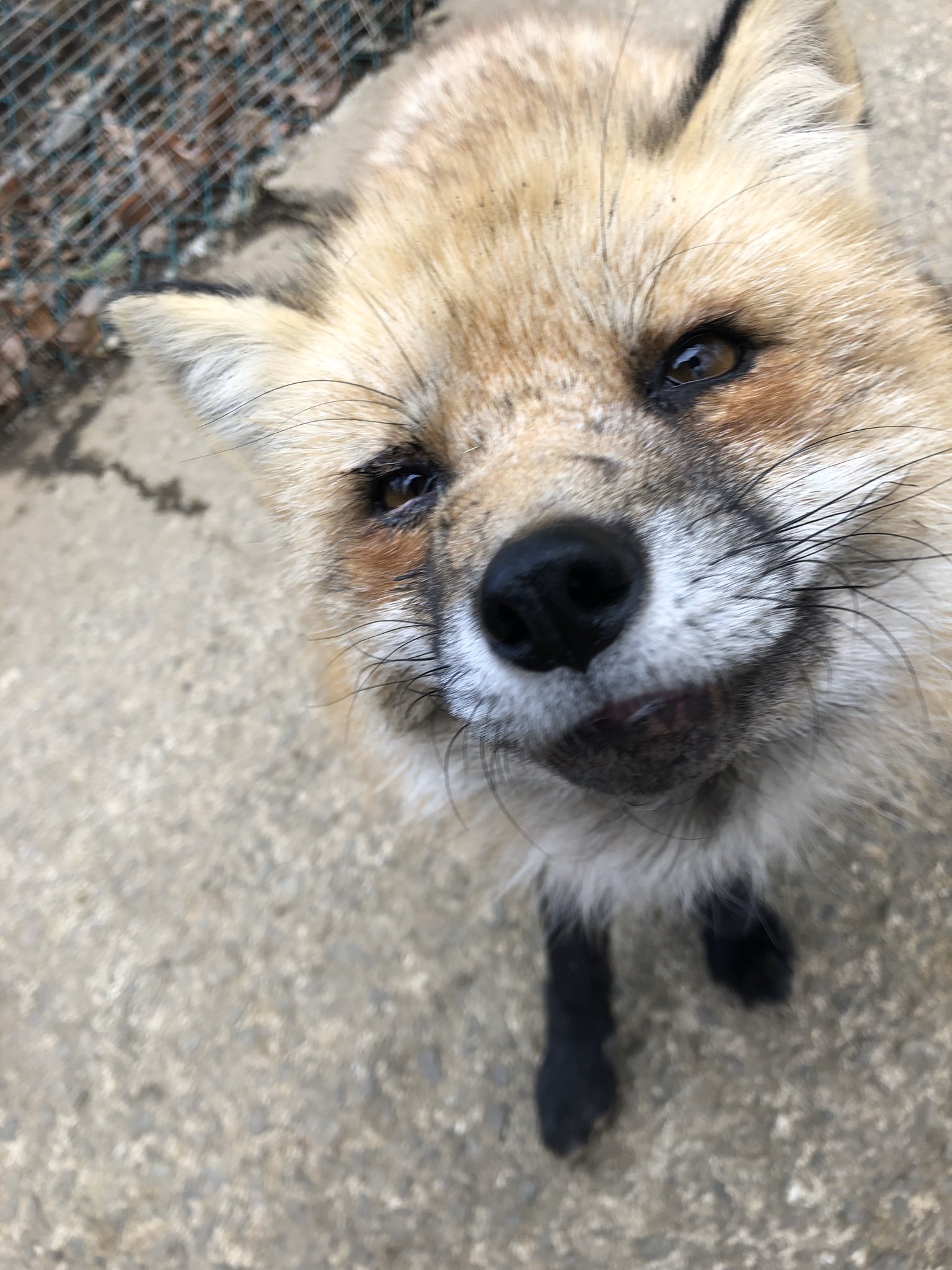 若草 雅也 妖狐が転がりこんできた でなつき方がキツネではなく犬では というご意見がありましたが キツネ さんは性格によって態度が大きく違います 例えばこんな感じで好奇心一杯で近寄ってくるキツネだっています 正にこういう感じです きつね