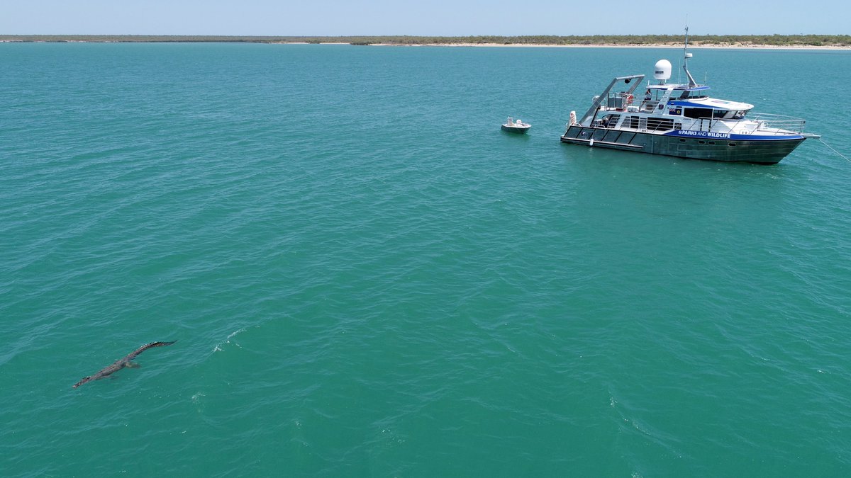 Just another day's sampling in the Kimberley... Awesome working with Balanggarra to explore their sea country and crocs are a natural part of this healthy environment. It's also why we don't go for a quick dip from the back of the patrol vessel... 😀🐊🐊