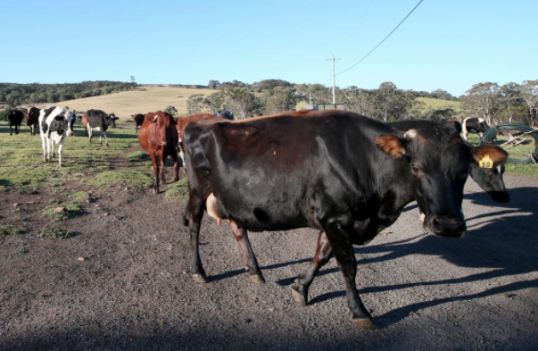 UOWGC's tweet photo. UOW researchers on the hunt for farmers to participate in  @UOWGC antimicrobial resistance study looking into links between antibiotics in animals and "superbugs" in humans: https://t.co/ayIdUGJDlE @uowresearch @WARRA_AMR @cdegeling @van__Oijen @DrFaisalHai https://t.co/Si8EutRtua
