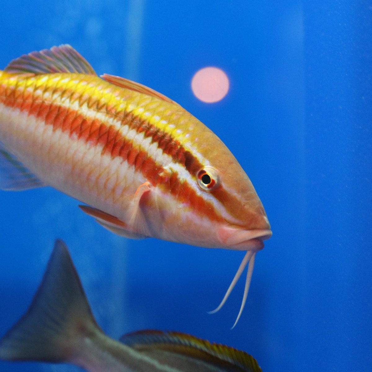 浜名湖体験学習施設ウォット 敬老の日 おじいちゃん ヒゲ からヒゲのある魚ホウライヒメジです このヒゲでエサを探します ー 敬老の日 水族館 ウォット ホウライヒメジ