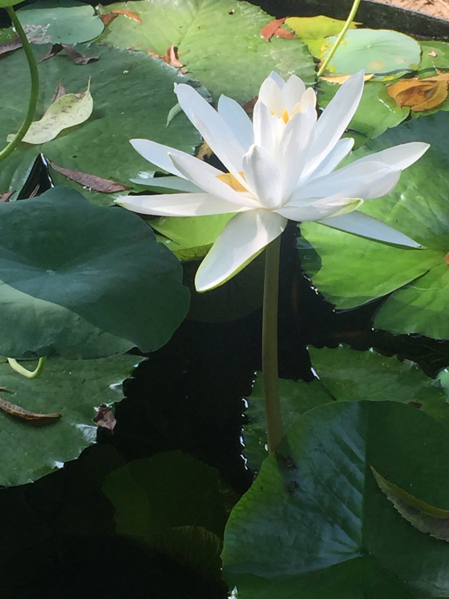 GitikaPandey's tweet image. Rise and spread your beauty, purity and fragrance!!#MondayMotivation