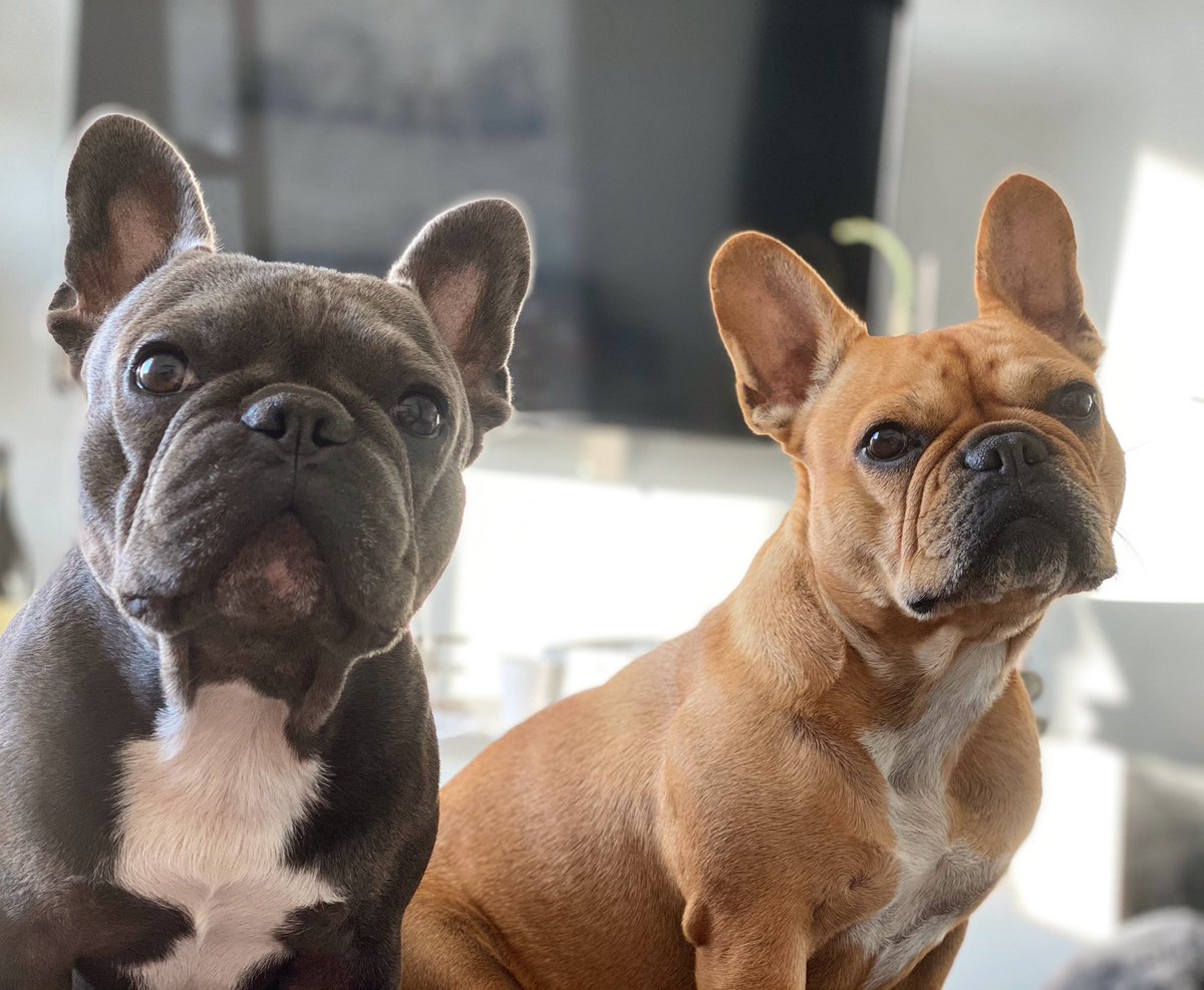 Wking uo to this faces 😍. The day always starts good in our fam. ❤️🐶
#frenchie #Frenchies #frenchiesofinstagram #frenchlovers #dog #dogsofinstagram #dogsoftwitter #frenchiesoftwitter