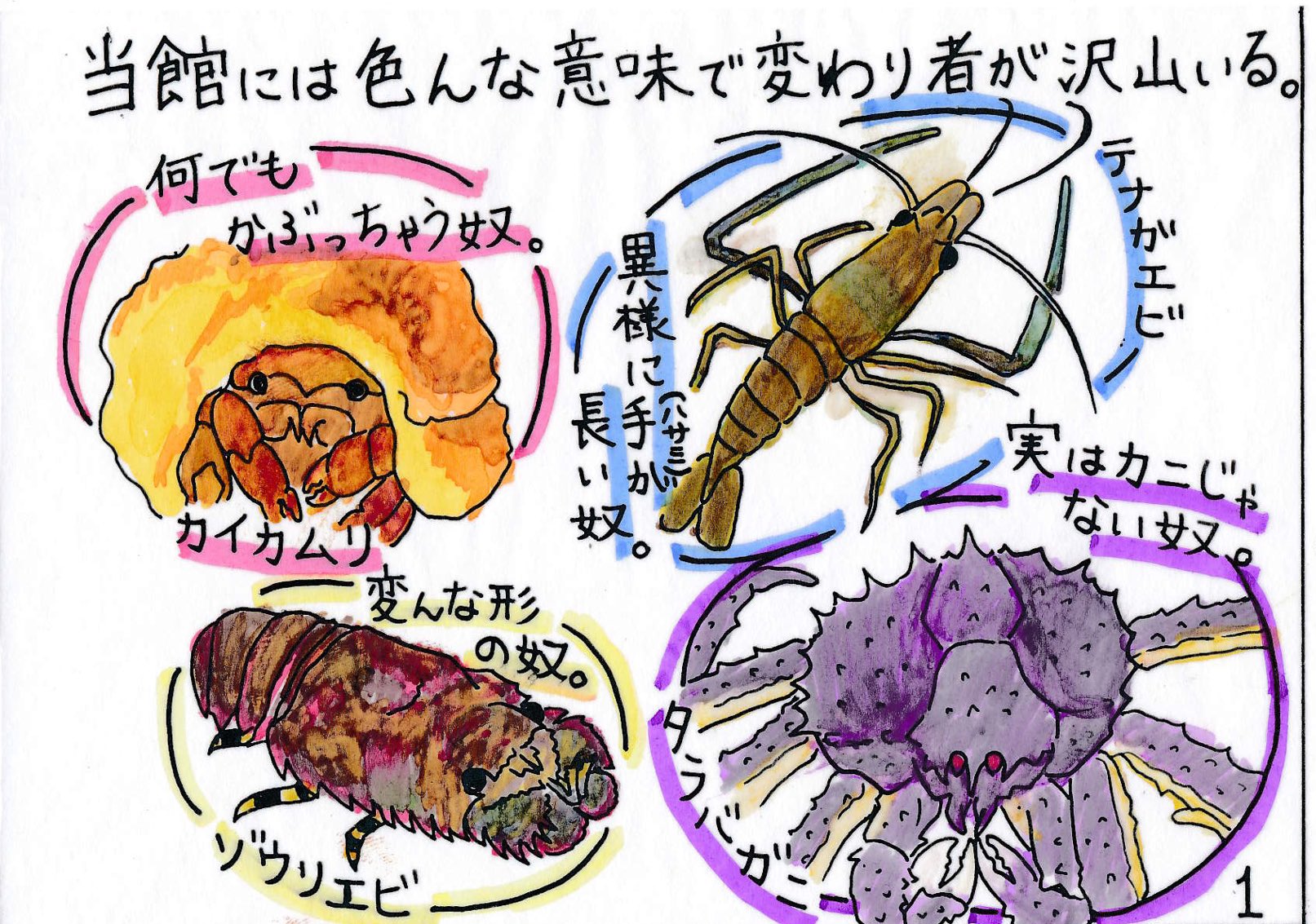 すさみ町立エビとカニの水族館 皆さま4連休いかがお過ごしでしょうか 昨日は600人以上のお客様にお越し頂き 久々の賑わいに驚きつつ スタッフ一同大手を挙げて喜びました この賑わいが続くようにと 当館自慢の応援番長 チアリーダーのような