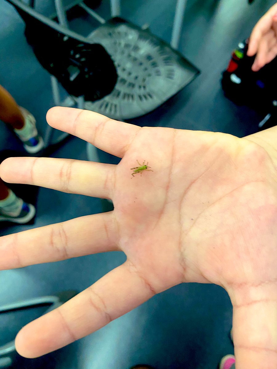 nessaadamberry's tweet photo. Arrived at school to be greeted by a cloud of baby grasshoppers! #isspride #outdoorlearning indoors!#natureplay https://t.co/6cz9UzojwT
