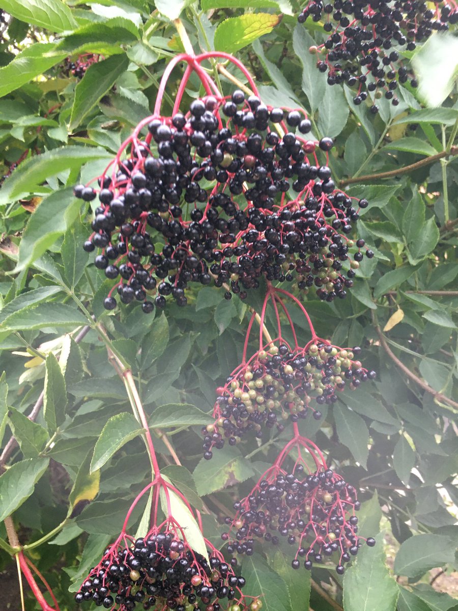 avalanche_srvvr's tweet image. 