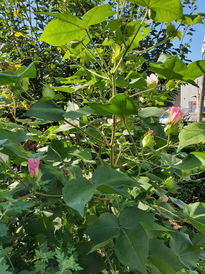 붓대롱 속에다가
무명씨 몇알을 그리오래 숨겨뒀었던가?
땅개비 잡는다고 
냅다 뻗친 손끝에는 토실 동고란 다래가 숨은그림 처럼 집혀오곤 했었지~~^^
곱디고운 무명꽃은
너무 빨리 시들어 버려
더없이 섪고 아쉬었어라.
흘러버린 청춘의 생채기같아 더더욱  아프고 시린 
어여쁜 목화꽃이여~~^^