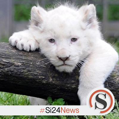 “L'amore non è amare, ma è un sentimento astratto. Amare è invece viversi!”
 
SOSIO GIORDANO

#buongiono #Si24 #Si24notizie #Si24news