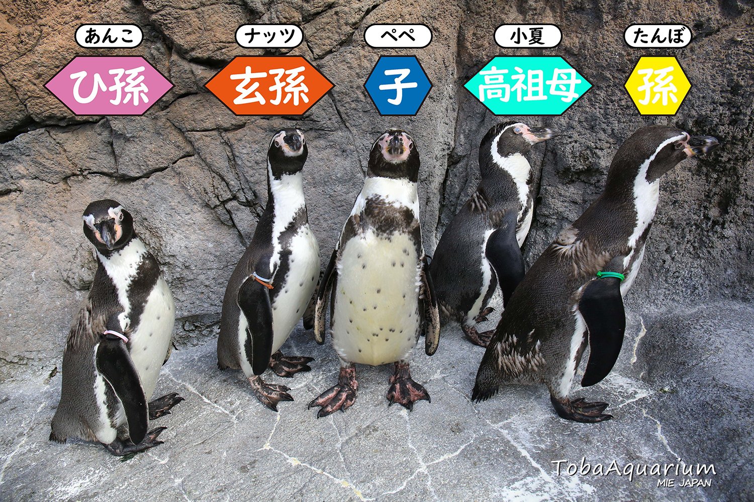 ニャーボー：WALTER BOSSE／三頭のお馬・二羽の雀さん・ペンギン 旭山動物園 こんなに！甘えん坊！キングペンギン51番 - YouTube