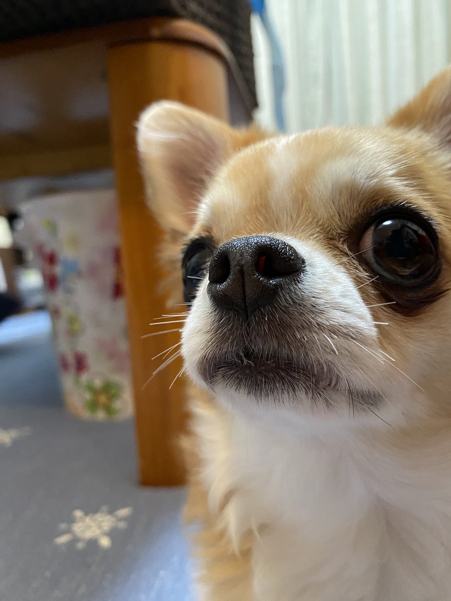 犬好きな人 犬好きな人
