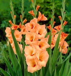 mark as gladiolus flower