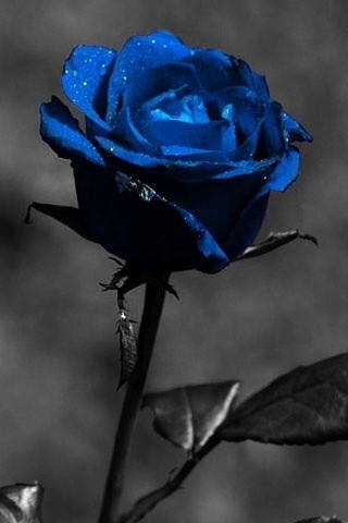 mark as a blue rose flower