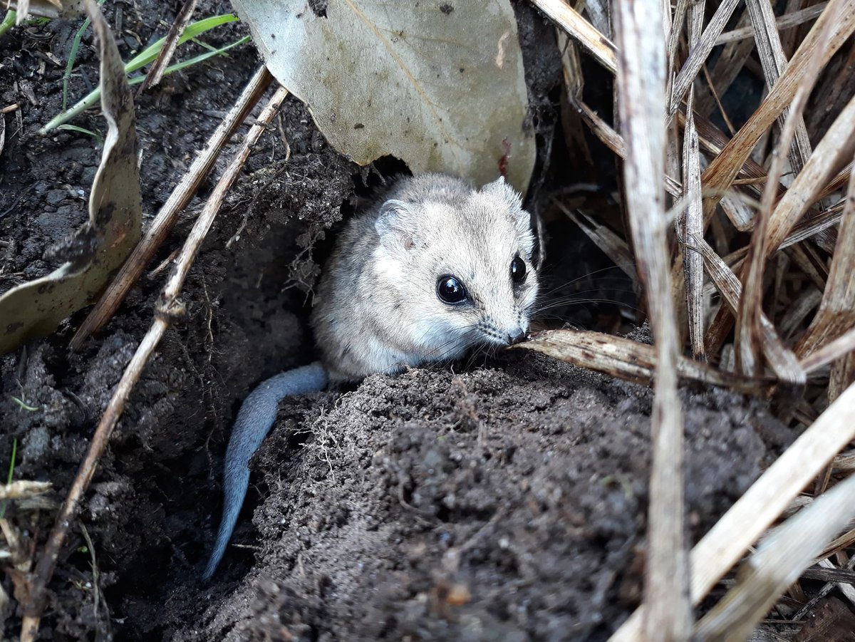 So excited to talk about fat-tailed dunnarts and the challenges they face across the Victorian grasslands in the Wimmera Biodiversity Seminar series @bio_seminar 
Thursday! #basaltgrasslands #grasslandfauna #conservation #smallmammals #fattaileddunnarts