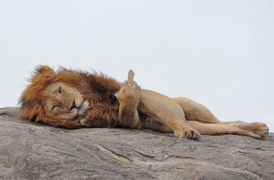 عبدالله 💛 tweet media