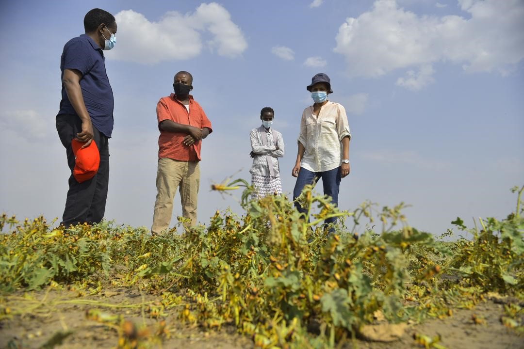 FAOEthiopia's tweet photo. #Ethiopia's Minister of Agric, H.E @ObaOumer & State Minister, Mandefro Nigussie with the @FAO Representative @SeidFatouma undertook a joint mission to Afar region, to assess #DesertLocust operations. Afar is now the epicenter of the invasion.
More ๐ -https://t.co/hzcj0lU4FH https://t.co/hXF3idC2fM