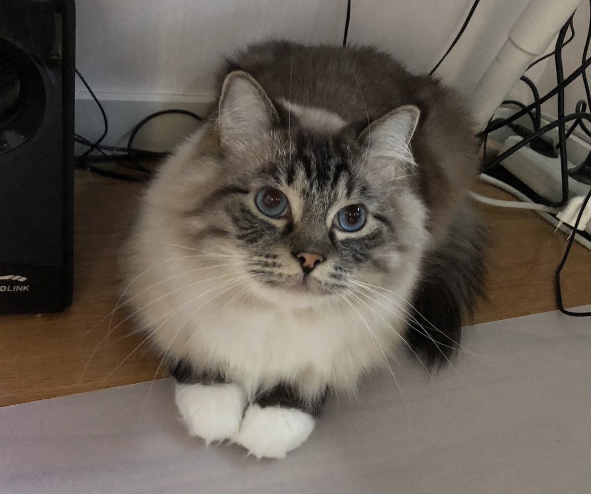 Legolisk's tweet photo. I am the IT guy how can i help

#CatsOfTwitter #RagdollCats #FloofClub https://t.co/H1vkVuD4We