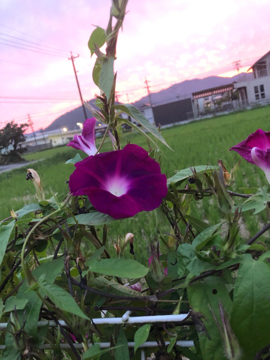 billythekidban's tweet photo. 庭にアサガオ咲いてますが
朝と夕方で色がちがいます！
不思議や🧐
なんでやろ？？ https://t.co/Mpp6nCqRqx