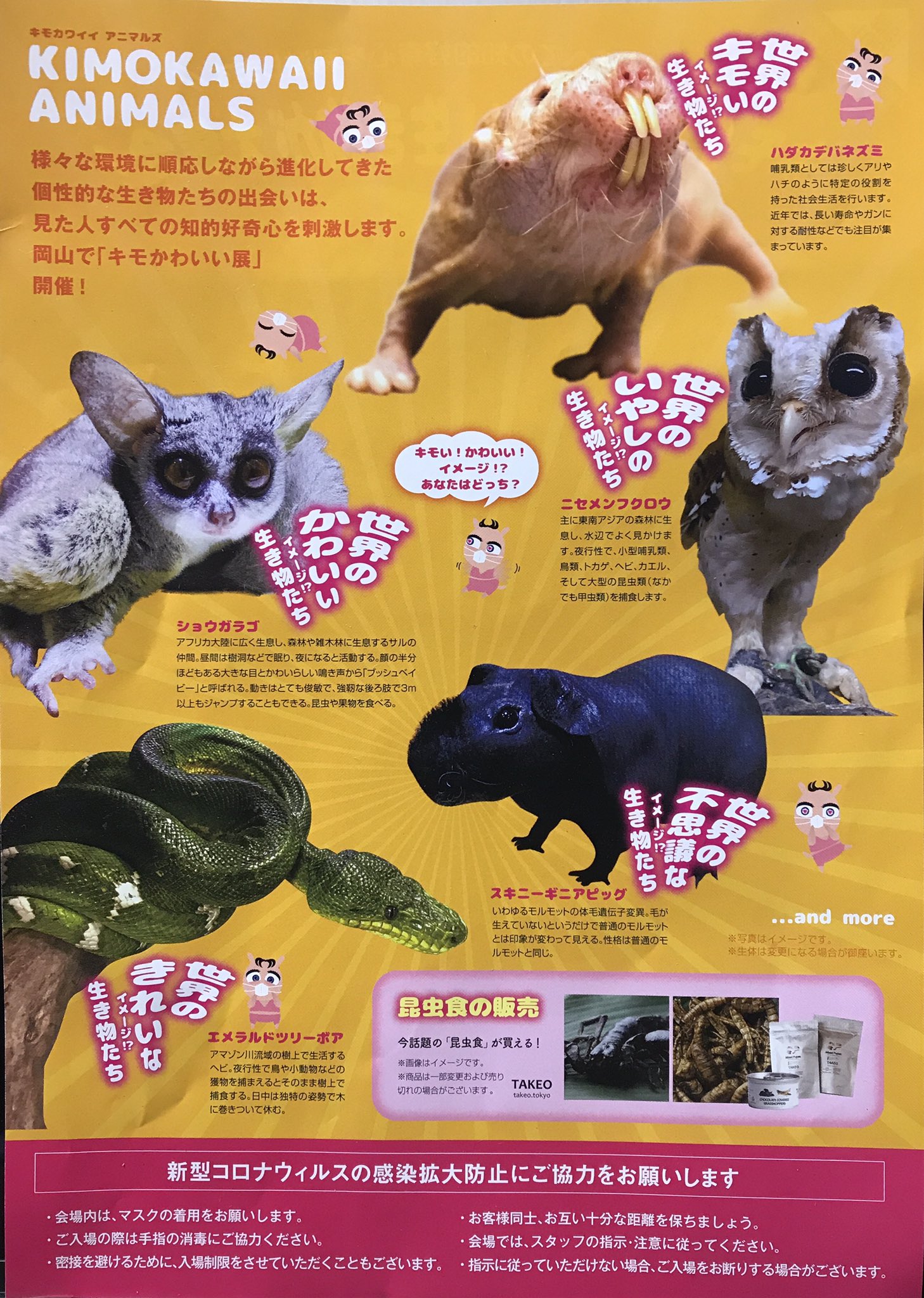 寿命 ショウガラゴ