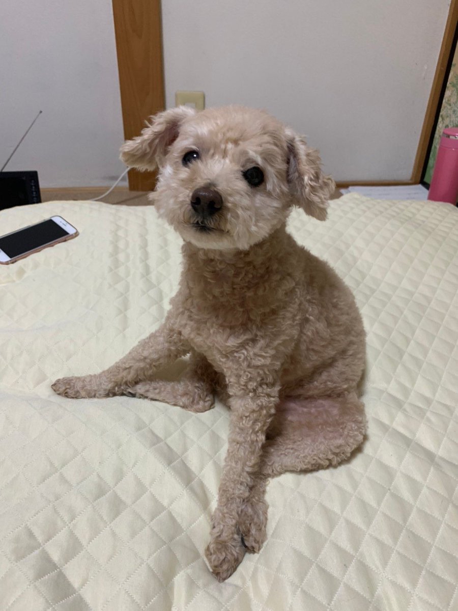 そろそろ年に一度のワクチンを打ちに行かないといけないね〜😥
病院大嫌いだから、連れて行くのが大変💦
病院方面の道は散歩でも嫌がって歩かないし抱っこしても大暴れだもんね〜😰
#座り方（笑）
#トイプードル
#秘密結社老犬倶楽部
#病院嫌い