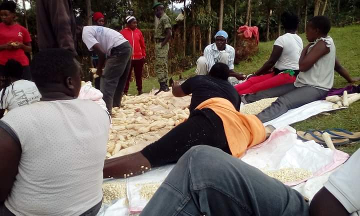 A County Commissioner in Western Kenya took over 20 youths belonging to Kazi Mtaani Programme to his private residence to harvest maize 🌽....After the harvest the youths were then instructed to till the land in the hot unforgiving sun ☀ 🤦‍♂️ 🙆🤷‍♂️.