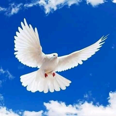 من در خصوص صلح متن ها نوشتم و مثل هر شهروند افغانستان چشم به راه آمدن صلح واقعی هستم. قدرت طلبی ها و جنگ برای منافع شخصی، همیشه مردم که در اصل از یک پدر و مادر هستند را به جان همدیگر انداختند. بیایید همه خود را عضوی از جامعه انسانی بدانیم و مشترکا