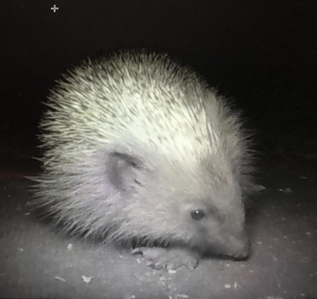 UoS_Hedgehog's tweet photo. TODAY at 4pm, we are hosting a webinar where you can discover how to make hedgehog footprint tunnels for your garden. Please join us at this link if you are free. 
https://t.co/Wb2c3Ohw9w https://t.co/yd8ACK8OD2