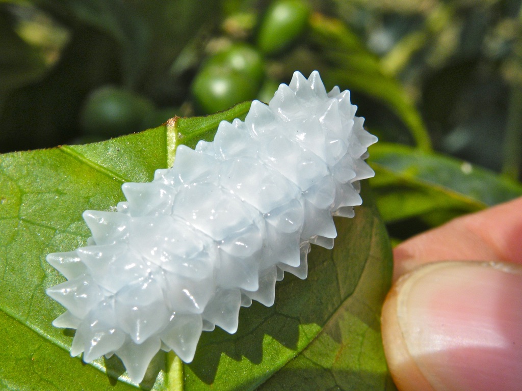DrBananaGarcia's tweet photo. What is this? Wrong answers only.

#mondayinsect #Mondayinsects #snom https://t.co/DNxSzs80qC