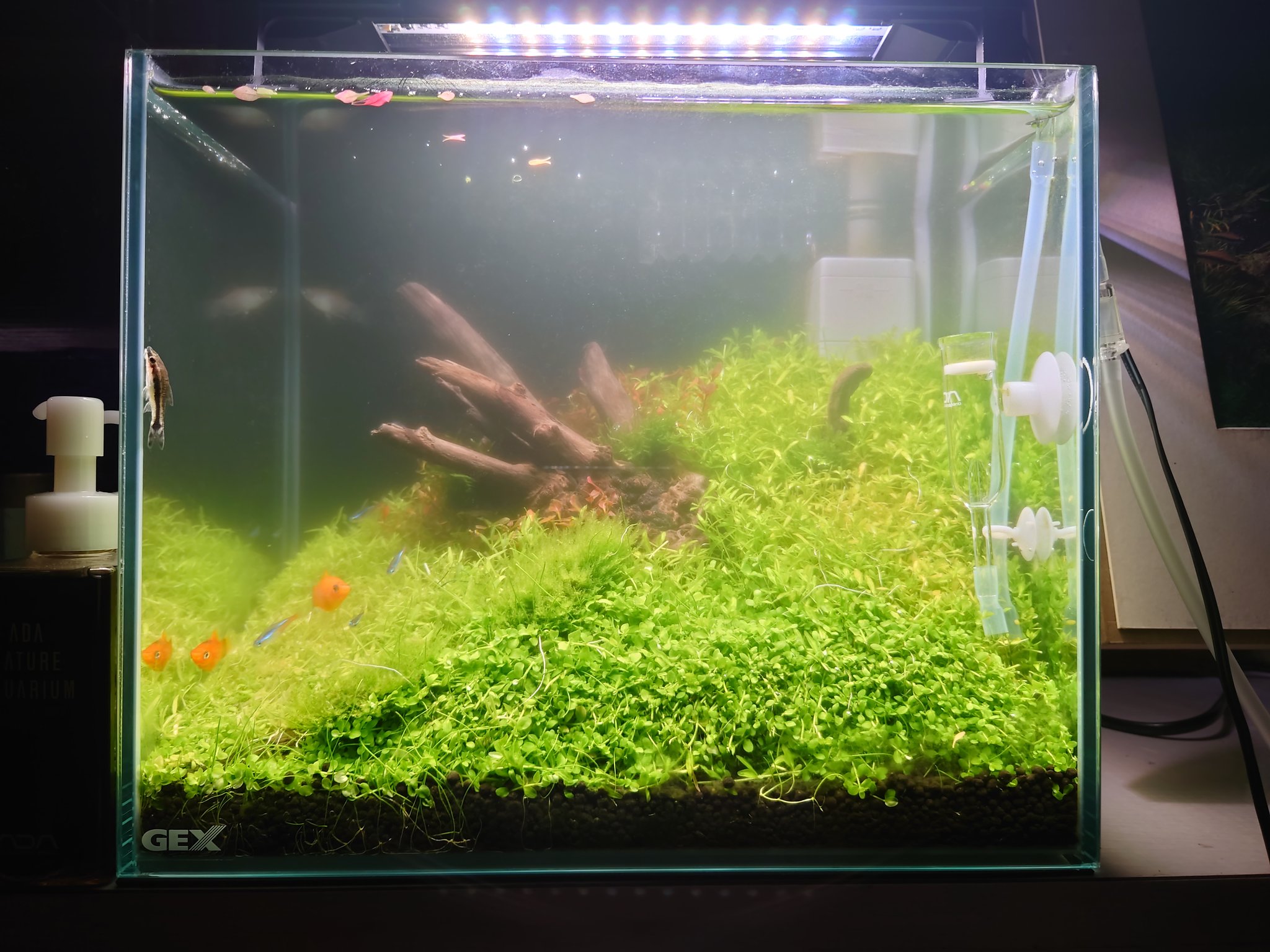 轟 元気 注水63日目 どうやらこいつはアオコには効果が無いらしい クリアウォーター買わないとダメだな アオコ 水草