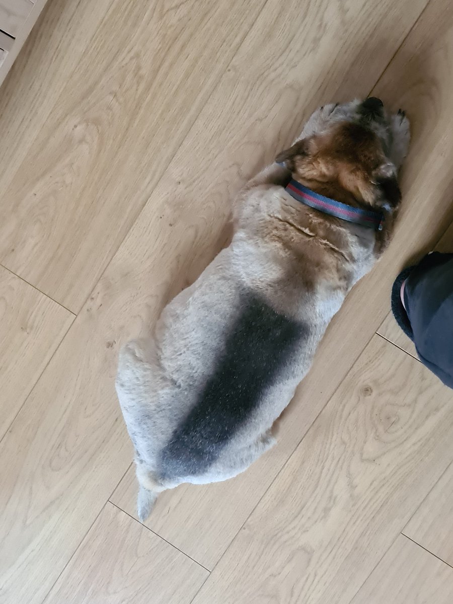 twiglet_tweets's tweet photo. Bol making sure hoodad not escape his lappytop #dontstepback #trappedhupeep https://t.co/WKZ5CrVC8l