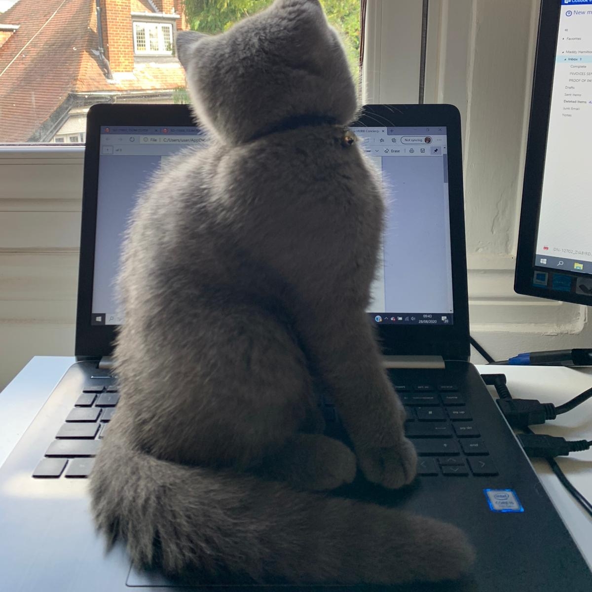 CatPeopleUK's tweet photo. Ready to take on the week...  😺 #wfh

#catpeople #catsofinstagram #cats #kitty #instacat #catstagram #catlover #kitten #meow #catoftheday #catsagram #catlovers #lovecats #petstagram #instagood #instagramcats #photooftheday https://t.co/8n14fIH70J