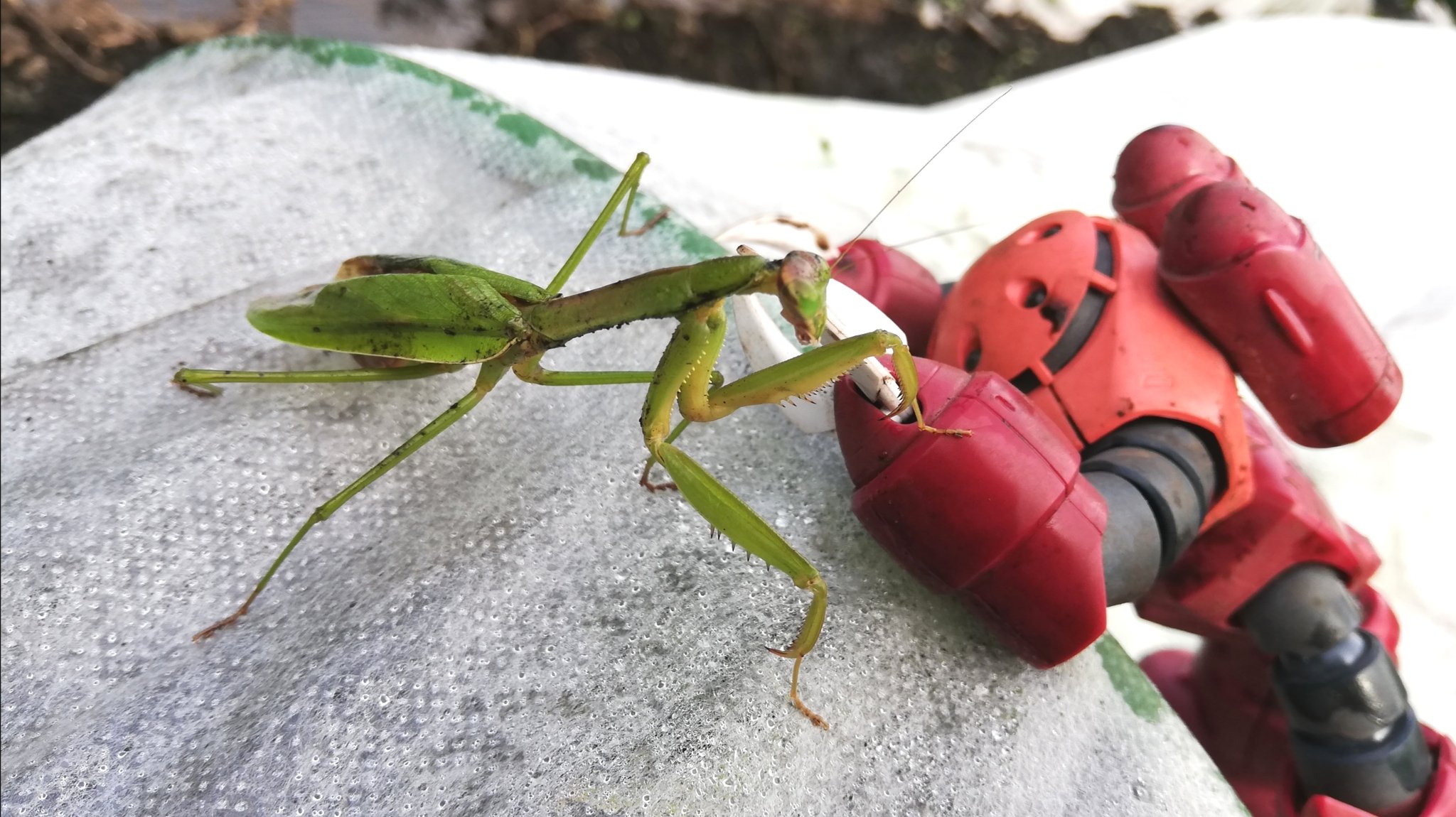 ヒサゴ プラモ農園 畑でオオカマキリと出会う 山の中なので様々な虫と遭遇しますが 今回はデカいカマキリに会えて興奮してしまいました 指を近づけると強気のファイティングポーズで威嚇してきますが その姿がとてもカッコいい 家庭菜園 ガンプラ