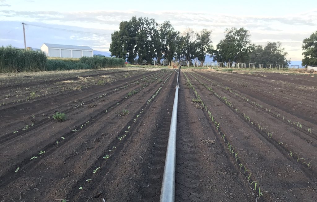 Early sown summer grain &amp; forage crops sown into pre season herbicide matrix residues @  #breeza field station to demonstrate #Arylex plantback flexibility at upcoming field walks 23 &amp; 24th Sept @CortevaAU