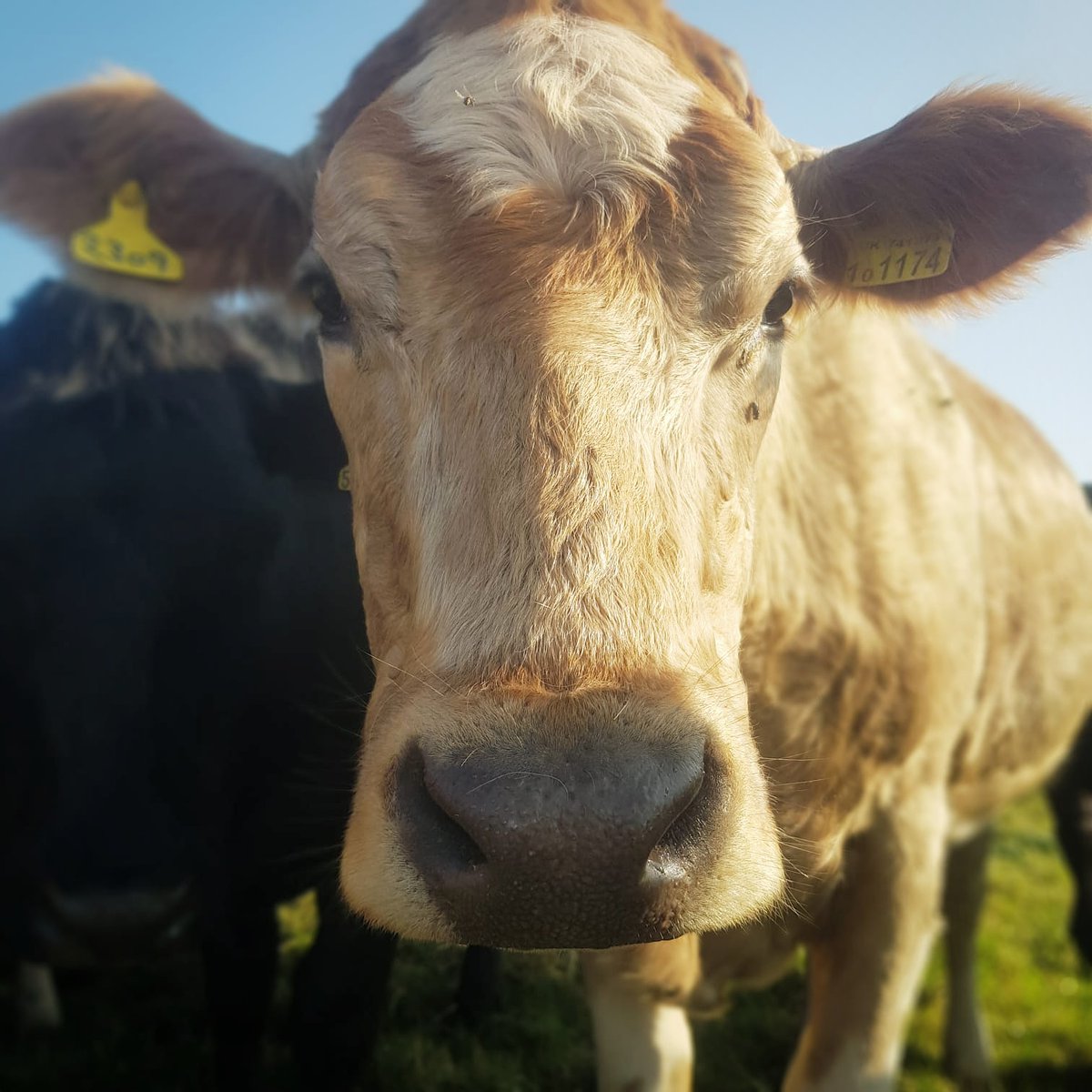 Rise and shine ☀️🐂 #mondaymoo #mondaymood #cow