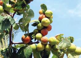 ١٠٠ جرام من فاكهة الكنار تحتوي على ٩٠ سعره حرارية. 

#اليوم_الوطني_السعودي #كلمه_لفانز_الفلبن #صباح_الخير #وزير_التعليم #السنه_الجديده