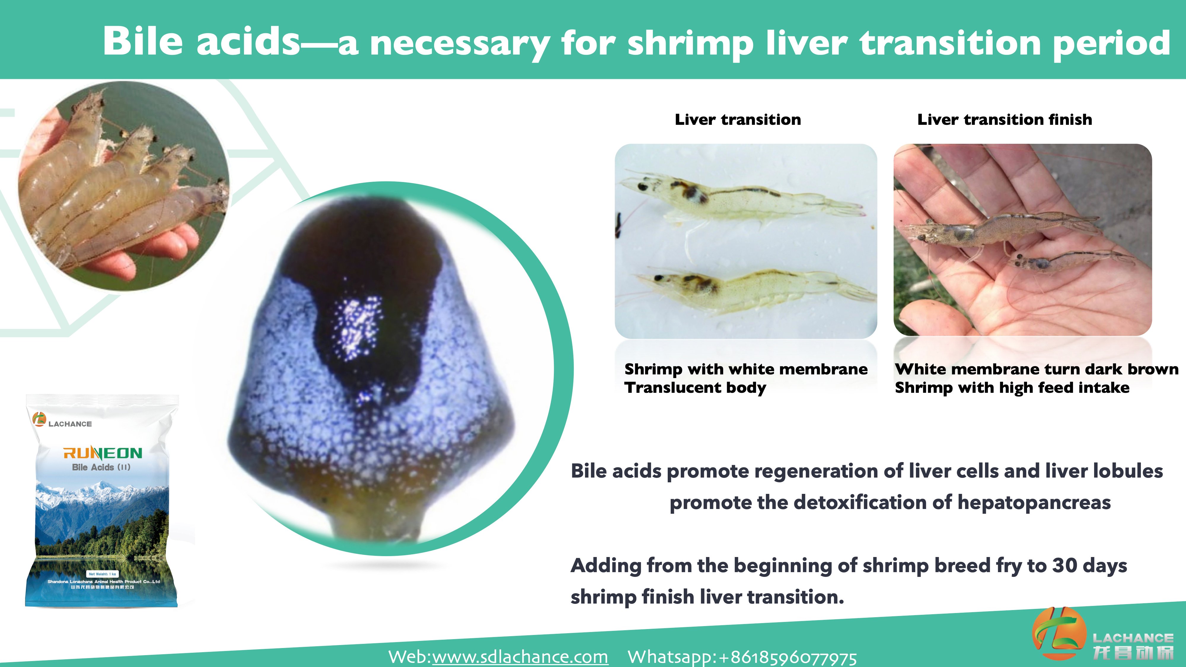 Lachance Animal Nutrition on Twitter "Bile acidsa necessary for