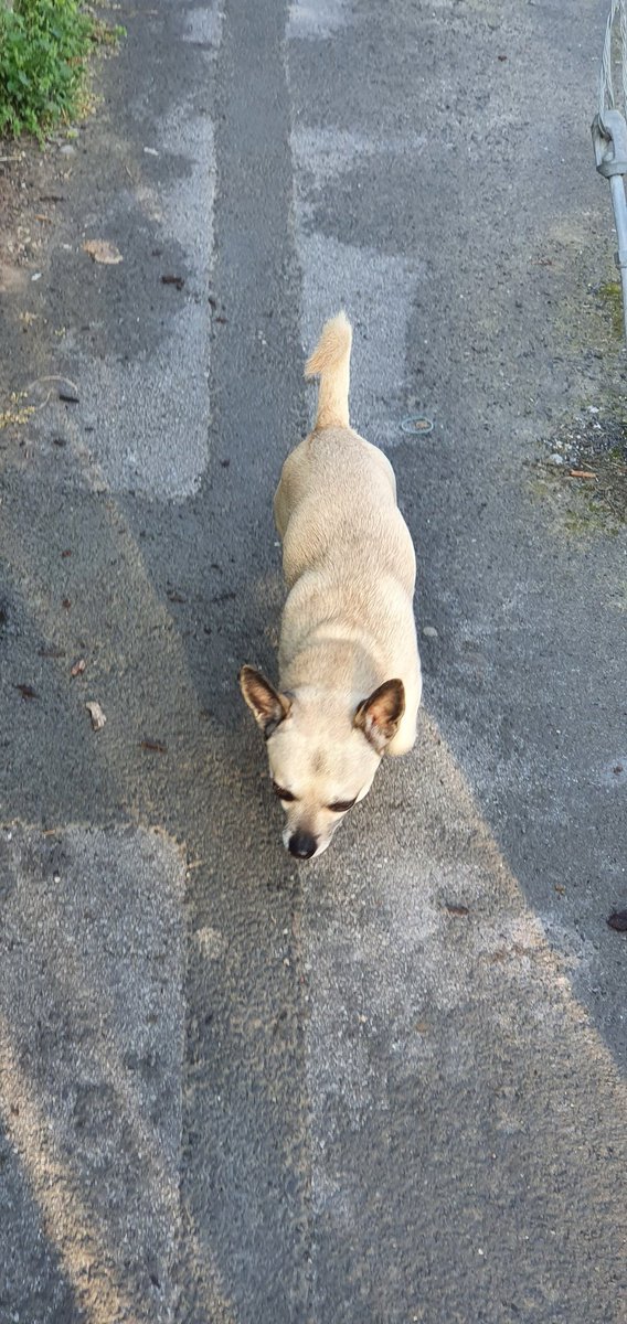 grope_my's tweet photo. Found a dog.

Tried to boop it 
It almost chewed my hand off 
 
No longer have a dog 

Gonna call it Sebastian though if I see him in the  future https://t.co/FcE1C55uC6