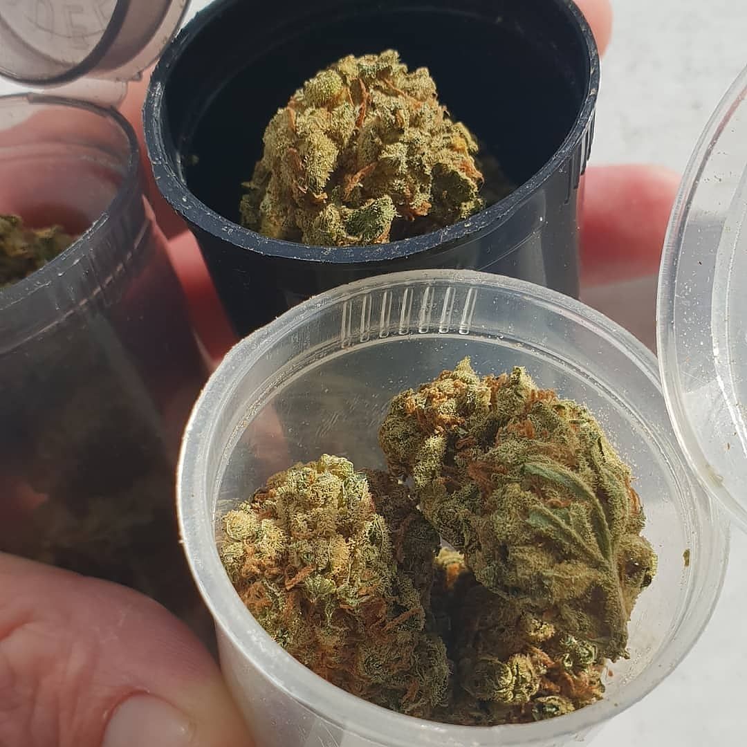 NorthernLight🔥 +19094479820
Wanna see our full menu?Or more info on how we're able to ship anywhere in the US?DMs open!
#ganja #stoner #cbd #dank #cannabisculture #cannabis #thc #wakeandbake #cannabiscommunity #marijuana #highlife #kush #maryjane #stoned #high #smokeweedeveryday