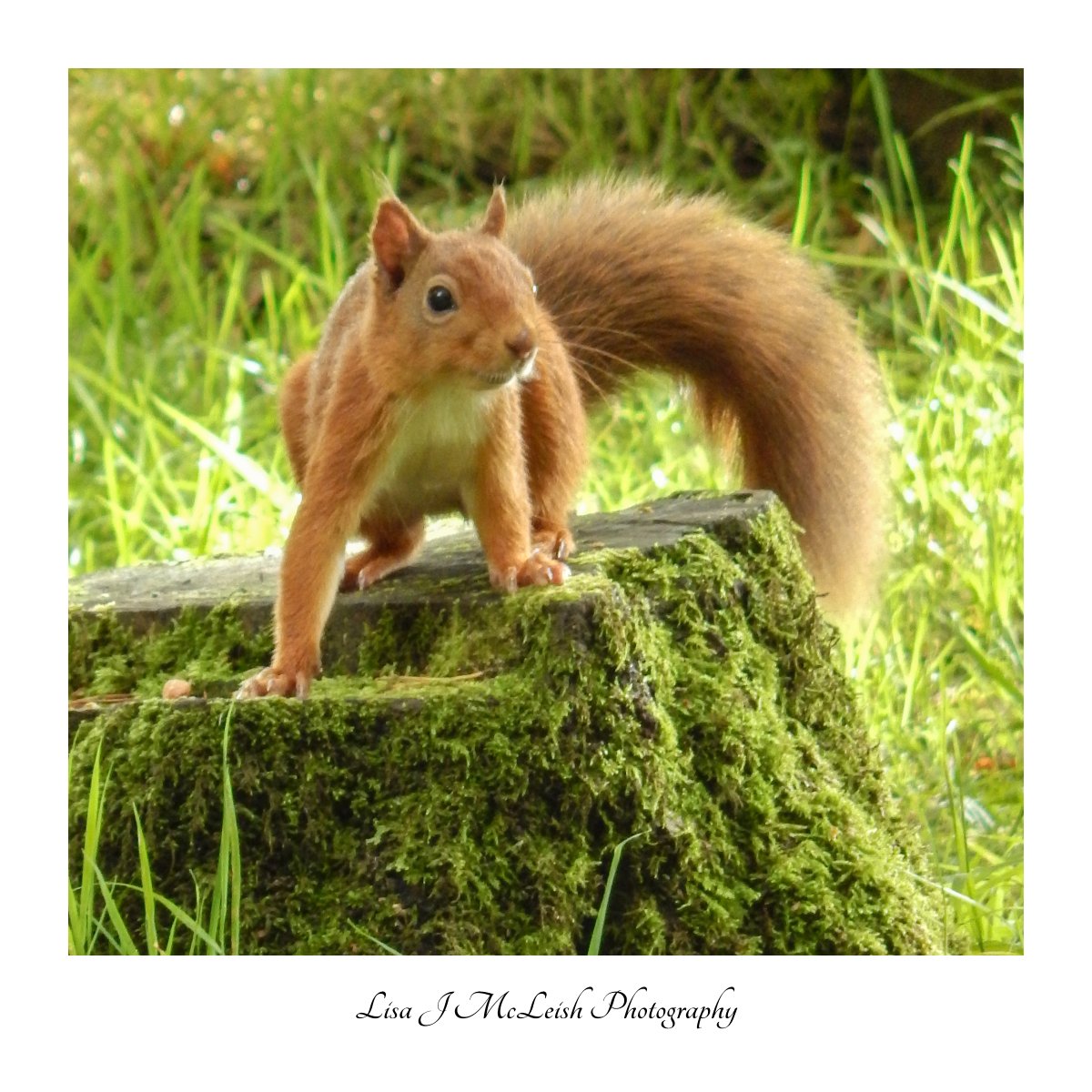 It's #redsquirrelweek and the #GreatScottishSquirrelSurvey Are you taking part?????