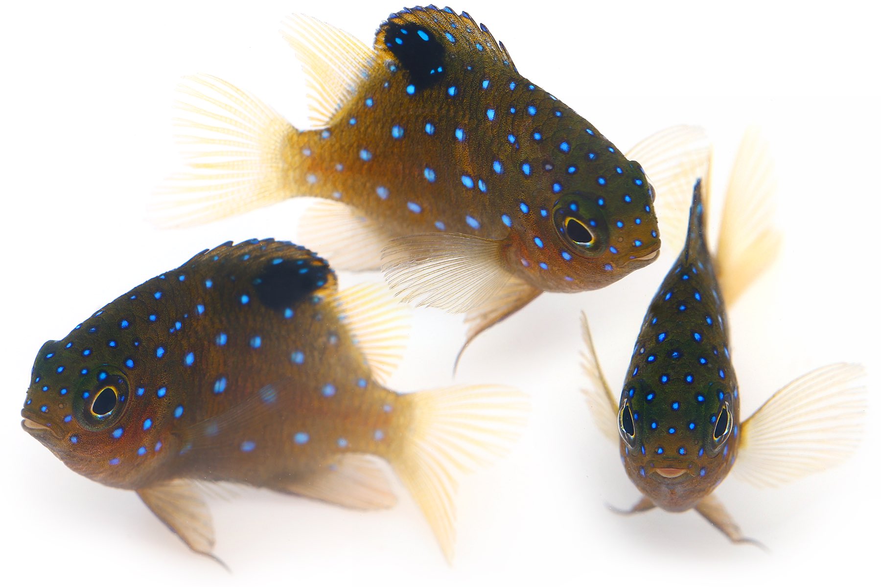 ゆうじ サンゴの多い磯の浅場にたまにいる綺麗な魚 魚の名前がとにかく全然わからないんだけど とりあえず勘で画像検索してみる うーん 顔つきは間違いなくスズメダイの仲間 特徴的な青い水玉模様なのでたいてい ルリモン とか ルリボシ とか付き