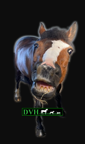 DvhSales's tweet image. Happy Monday Folks 😃 Keep smiling like this guy Taffy 😁