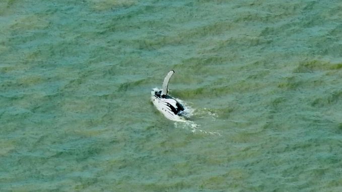 Verdwaalde bultrug ontsnapt aan krokodillen: “Allerbeste resultaat waarop we konden hopen” dlvr.it/Rh29c3