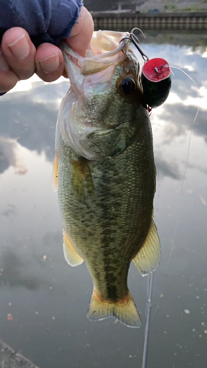 スティーズポッパー