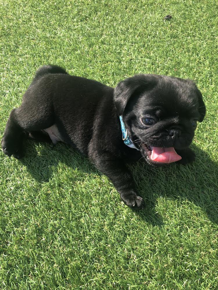 The 7 day countdown is on before this little guy joins the family! 🐶🤗 #pugpuppy