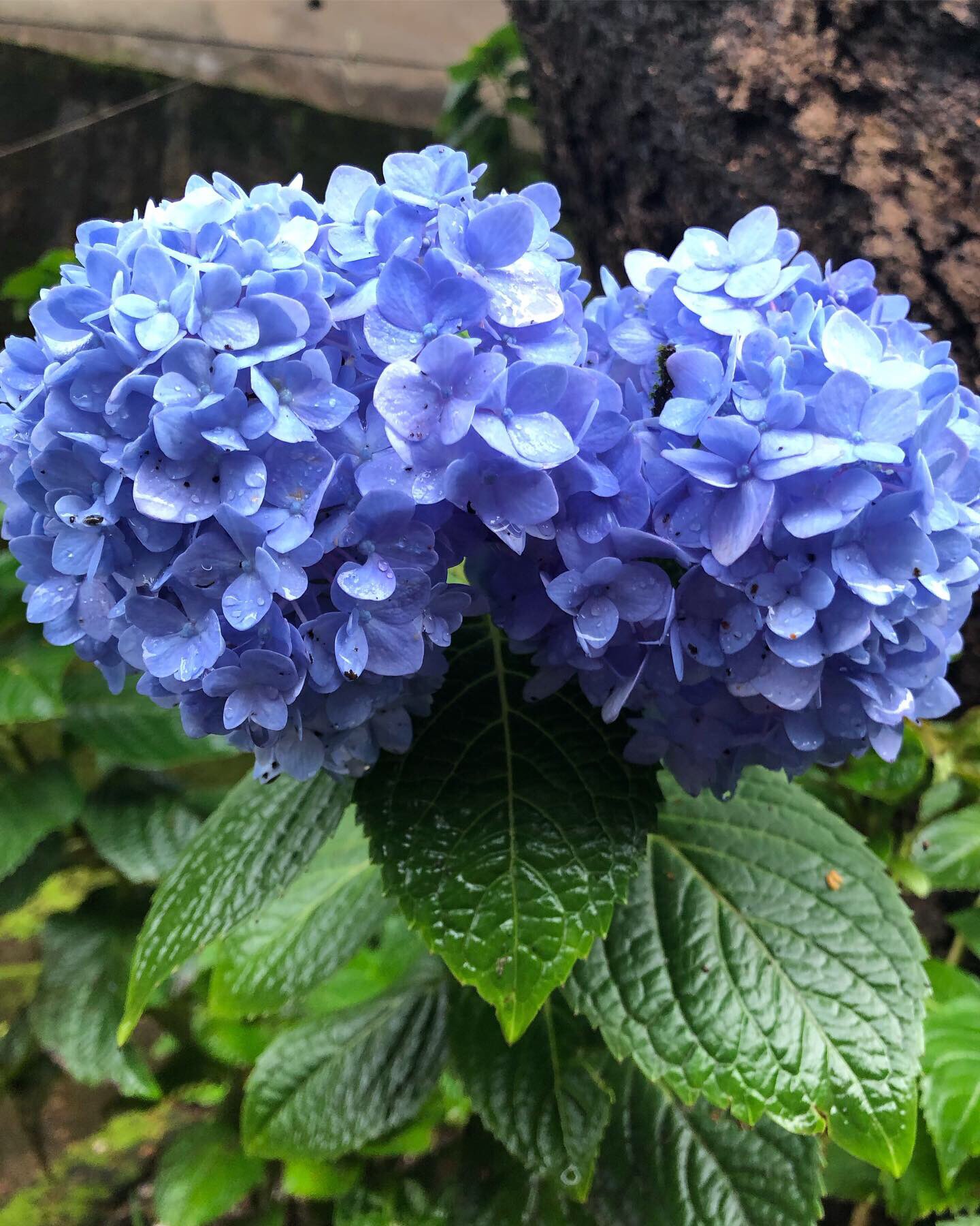 アフリカの花 Twitter Search Twitter