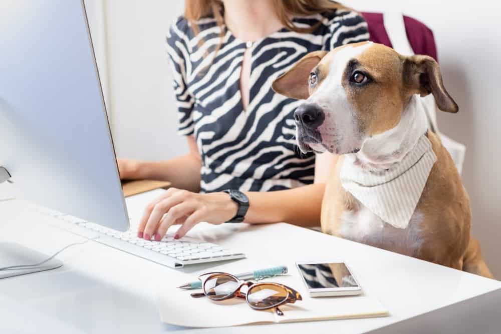 Did you know having dogs in the offices reduces stress and boosts morale? Our dog friendly private offices are available in Edinburgh City Centre for teams of 2 to 10 #rent #workspace #doggos #sme #startup #mentalhealth