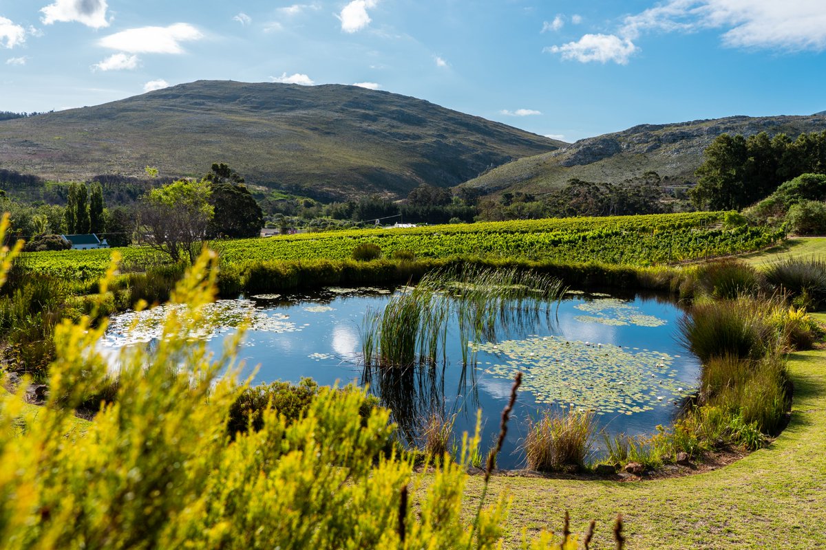 BouchFinlayson's tweet photo. Beyond the bustling tasting room and a lovely walk through the manicured gardens you can explore a few of our stunning ponds in the serenity of the vineyards

Did you know that Bouchard Finlayson is a Worldwide Fund for Nature (WWF) Conservation Champion? #worldwidefundfornature https://t.co/Pg25Ts4Alo