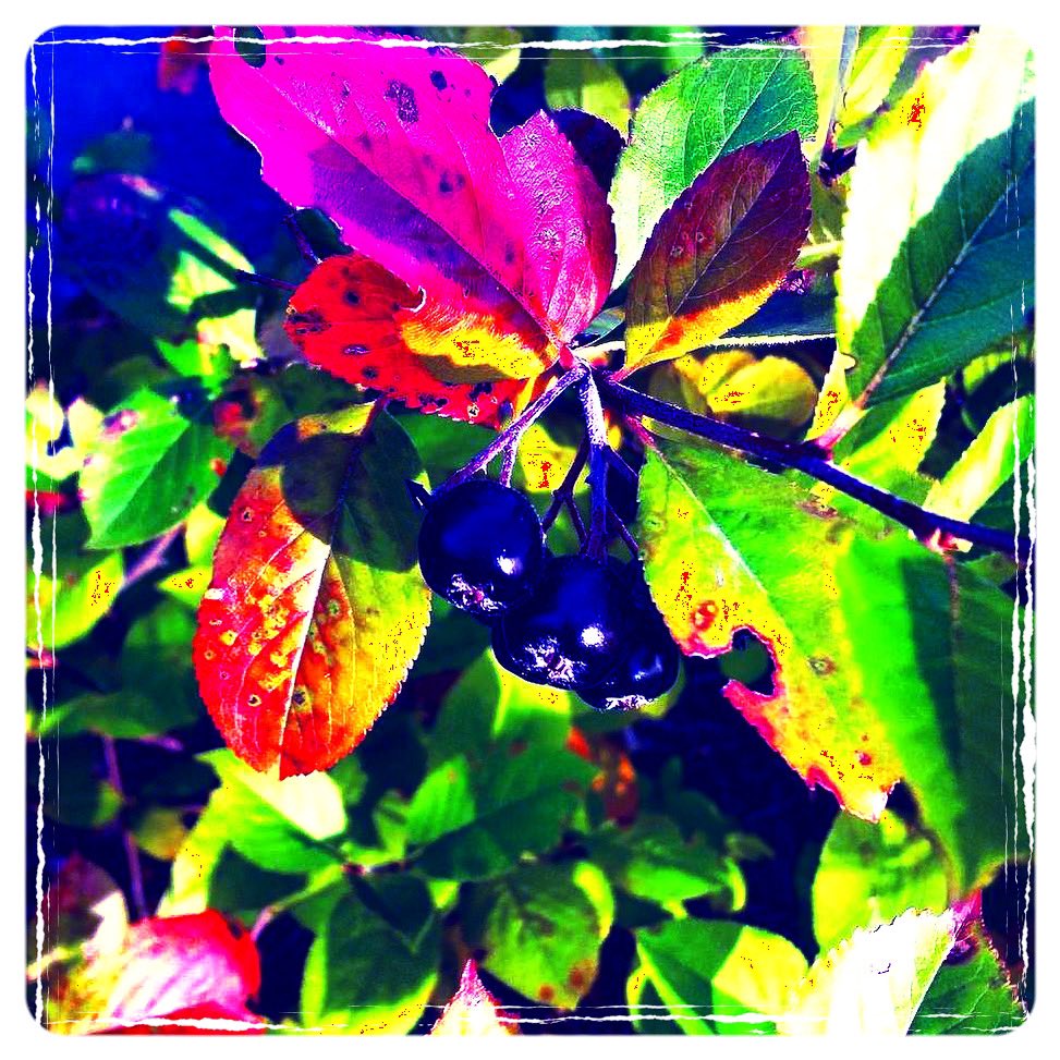 #Monday #mundanemonday #berries #harvest #mundaneaesthetic #mundanebeauty